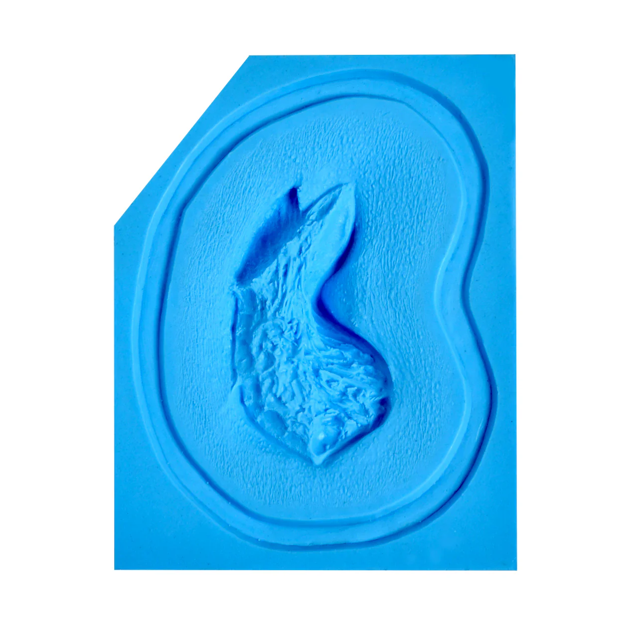 Avulsion Molds Large
