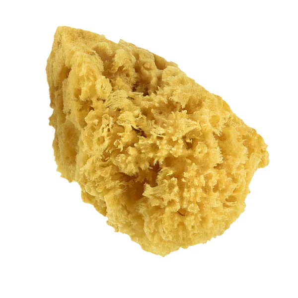 Natural Silk Sea Sponges - Image 2