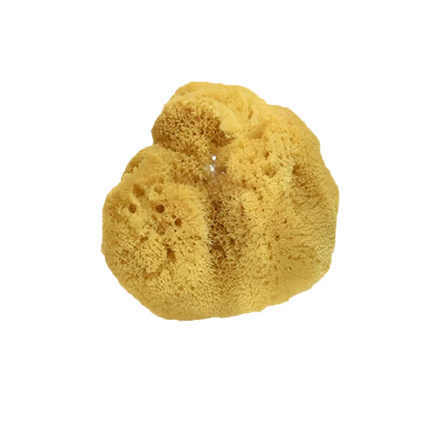 Natural Silk Sea Sponges - Image 3