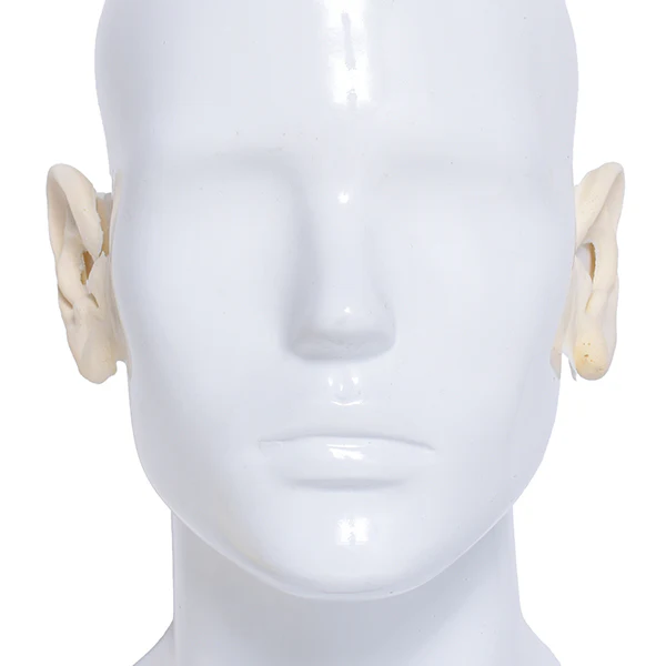 Foam Latex Prosthetic Aged Ears #2