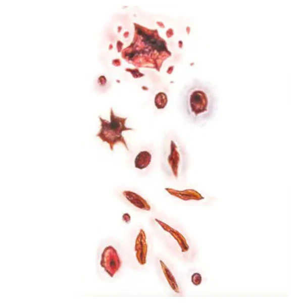 Temporary Tattoo Transfers, Trauma - Image 17